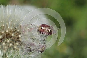 bed bugs in breeding season on dandelion

ï¿¼