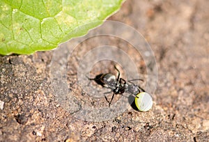 Bed bugs lay eggs, and ants prey on them.