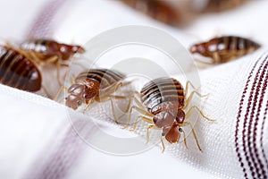 Bed bugs on a white cloth, macro. Generative AI