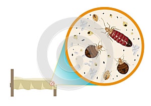 Bed Bugs Zoom In Vector