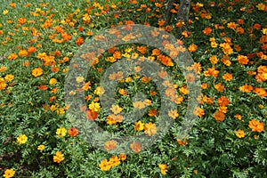 Bed of Buoyant Cosmos photo