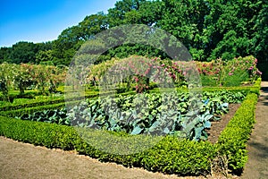 Bed of cabbages in a formal kitchen garden with box hedges