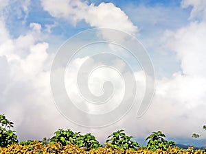 Bed of clouds on mountain top