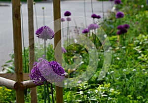 A bed of colorful prairie flowers in an urban environment attractive to insects and butterflies, mulched by gravel. on the corners