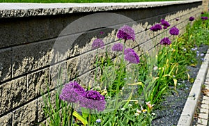 A bed of colorful prairie flowers in an urban environment attractive to insects and butterflies, mulched by gravel. on the corners