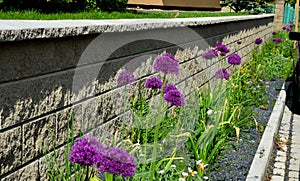 A bed of colorful prairie flowers in an urban environment attractive to insects and butterflies, mulched by gravel. on the corners