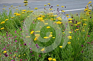 Bed of colorful prairie flowers in an urban environment attractive to insects and butterflies, mulched by gravel. on the corners o photo