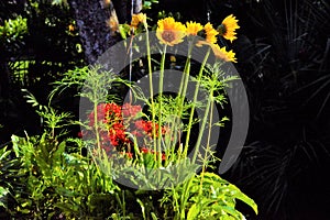 A bed of colorful wildflowers will attract hummingbirds and birds of all kinds