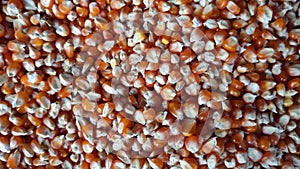 a bed of corn seeds ready for planting. corn kernels (corn) background texture