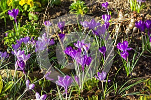 A bed of crocuses in early spring growth