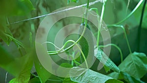 Bed of cucumbers at sunset. Plants without GMOs. Vegetarians food. Square cropping two green not large cucumbers on bush