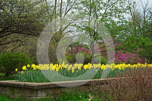 Bed of daffodils in a parklike setting