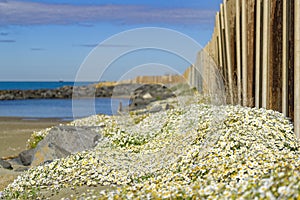 Flowers on the seaside