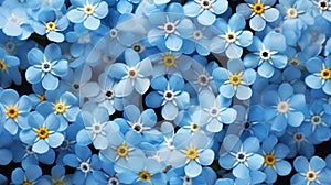 A bed of delicate forget-me-nots in shades of blue, their tiny blossoms