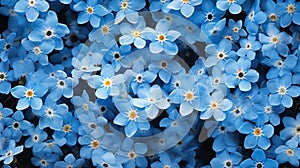 A bed of delicate forget-me-nots in shades of blue, their tiny blossoms