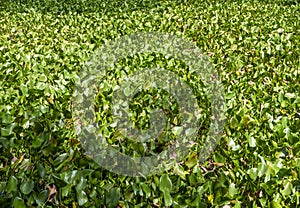 A bed of Eceng gondok, Water hyacinth green leaves (Eichhornia crassipes photo