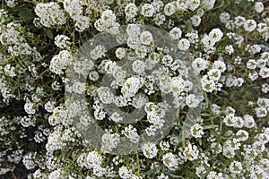 Bed with flowers in an early autumn. Lobularia maritima syn. Alyssum maritimum, common name sweet alyssum or sweet