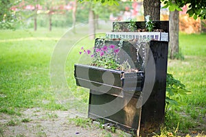 The bed for flowers equipped in an old piano in the city park. Petunia flowers in an unusual creative bed