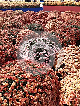 The bed of flowers in Moscow. Colors. Flowers on the street.