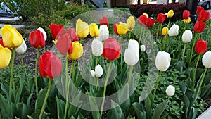 Bed of flowers of red yellow and white photo