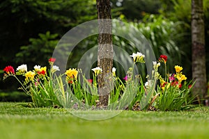 Bed of freesia