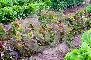 Bed of fresh salad