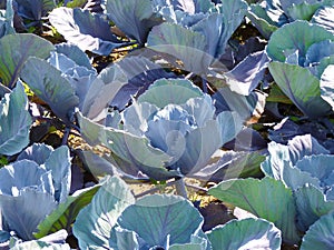 Bed full of red cabbage and blue cabbage Cabeza Negra . Contrasting bluish green purple cabbage leaves in full screen close-up . photo