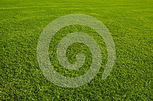 Bed of green grass in the huge park.