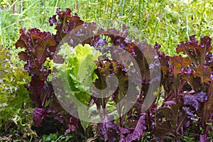 Bed of green and purple lettuce