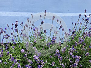 Bed of lavender in front of a colorful facade