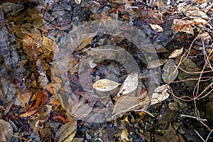 Bed of leaves in water at Springtime