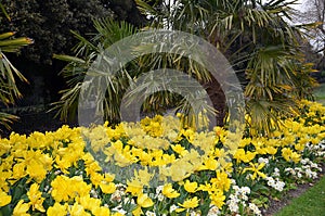 Bed with a lot of yellow flowering tulips in the city park