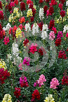 A bed of multicoloured Antirrhinums