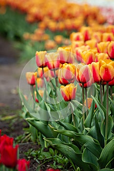 A bed of orange and red tulips. Selective focus