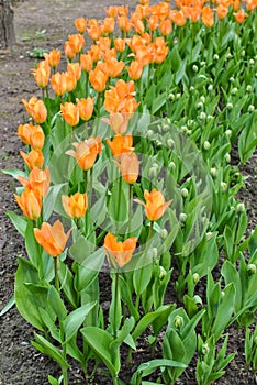 Bed of orange tulips