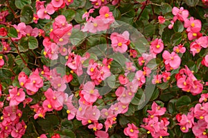 A Bed of Pink Begonias photo