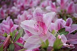 A bed of pink flowers photo