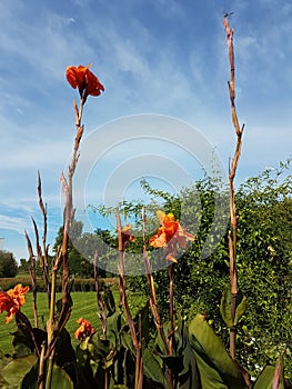 Bed of a porous big red tropical flower of Heliconia and dragonfly
