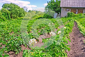 Bed of potatoes