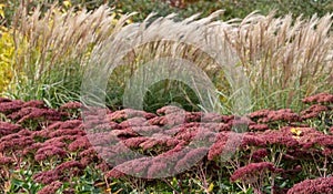 Bed of red sedum flowers amidst autumn colours and textures at RHS Hyde Hall garden in Chelmsford, Essex, UK.