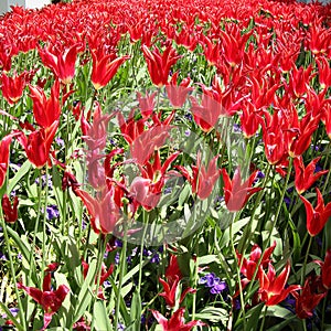 Red Tulips at Topkapi Palace, Istanbul