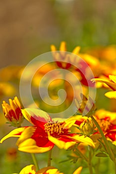 A bed of red and yellow flowers photo