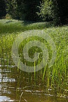 Bed of reeds