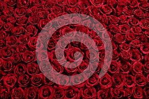 Bed of roses photo