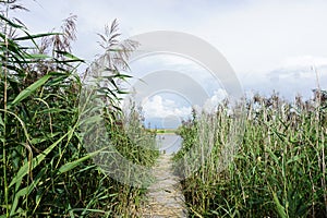 Bed of rushes