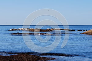 Bed of seals on a beautiful rocky seashore. Flock of sea lions. Marine reserve in the Pacific ocean. Sea mammals. Rocks in a bay.