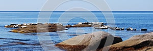 Bed of seals on a beautiful rocky seashore. Flock of sea lions. Marine reserve in the Pacific ocean. Sea mammals. Rocks in a bay.