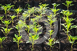 Bed Of Seedlings From Nursery Farm . Planting Organic Small Vegetable Plant