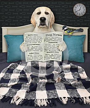 Dog labrador in bed reads newspaper