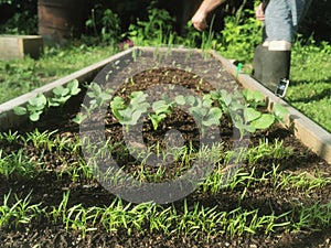 Bed Soil Homestead Gardening Permaculture Rustic Farmhouse Small Farm Garden Self Sufficiency Veggetables raddishes Onions Carots